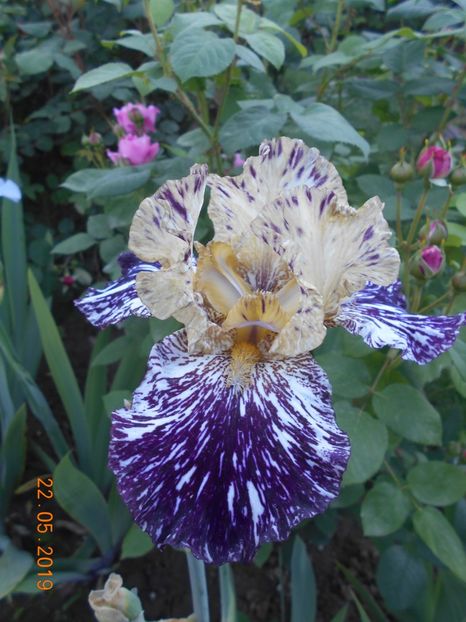 Gnus Flash - 2Irisi 2019