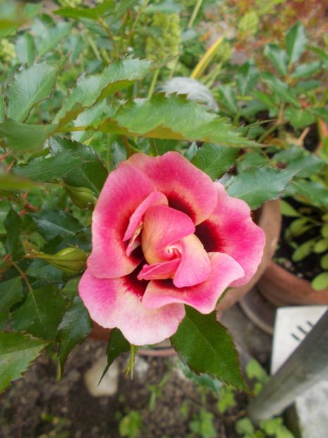 - Gradina mea 2019