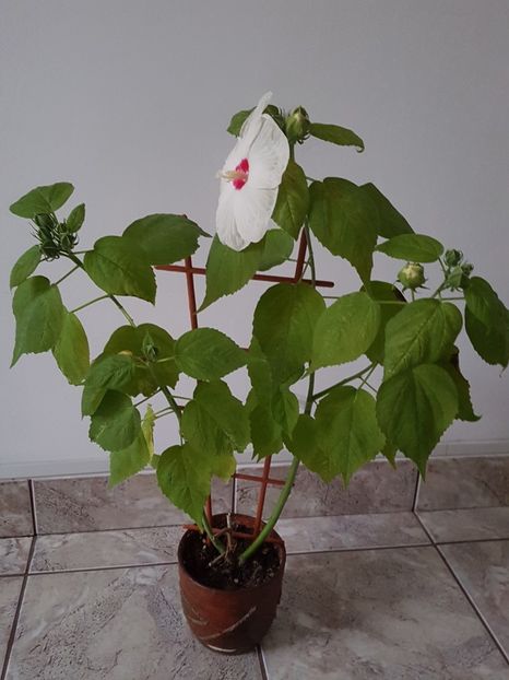 Hibiscus, singurul pe care-l am. - Alte plante de interior
