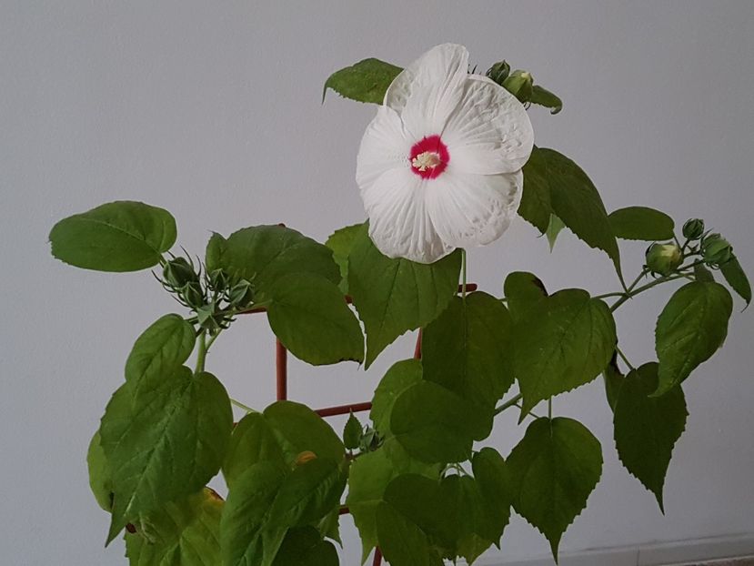  - Alte plante de interior