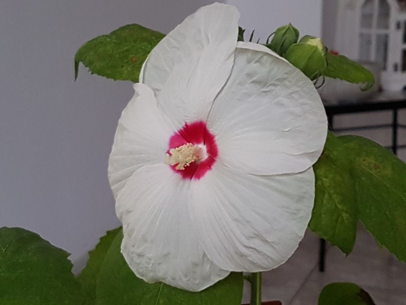  - Alte plante de interior