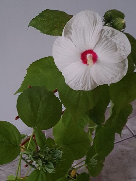  - Alte plante de interior