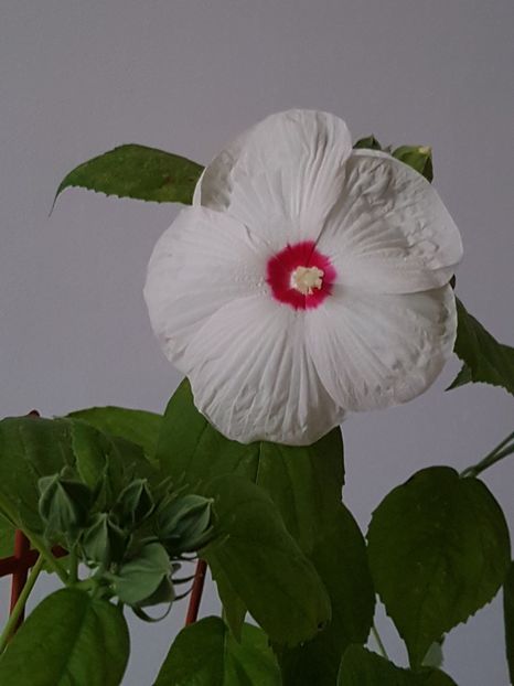  - Alte plante de interior