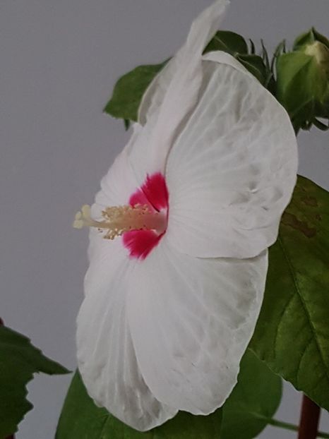  - Alte plante de interior