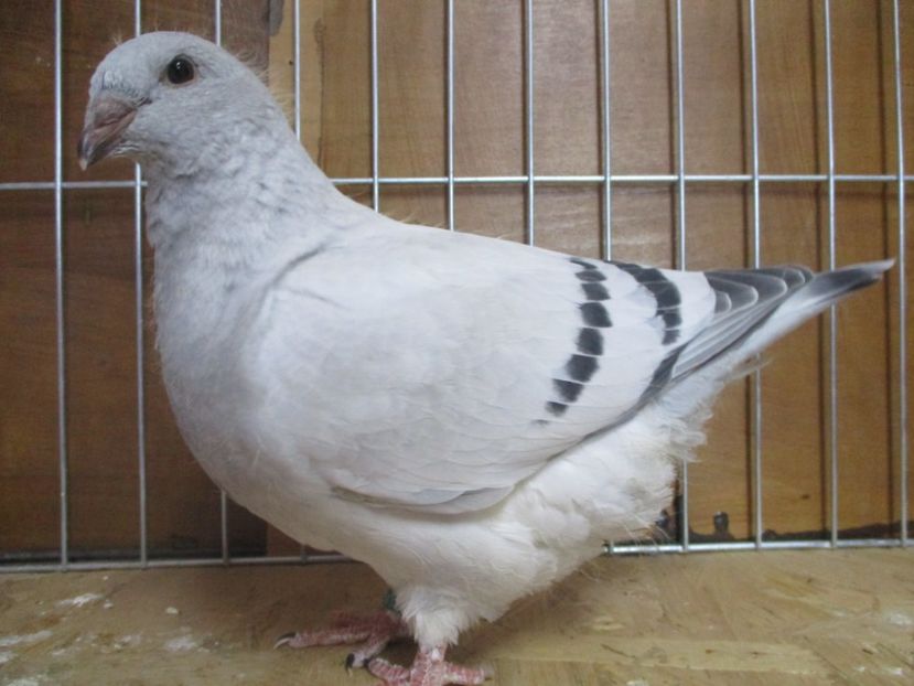 10213-19 - Tineret 2019