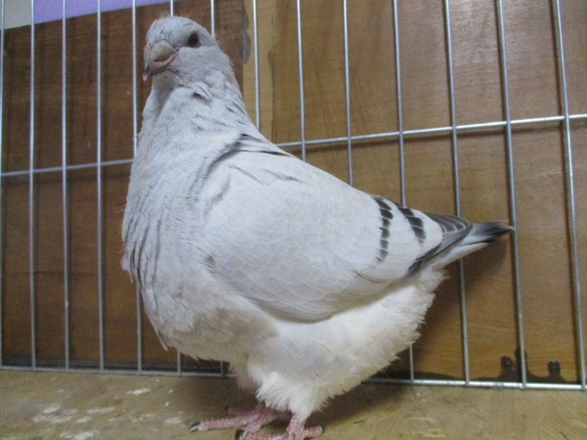 10214-19 - Tineret 2019