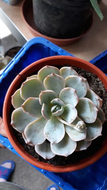  - Plantutele mele