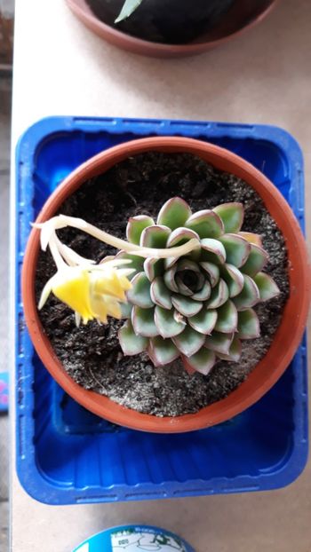  - Plantutele mele