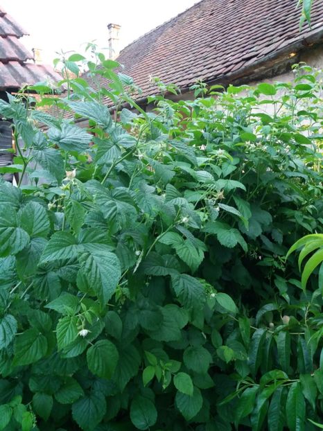 infloreste si zmeura - Fructe 2019 MAI