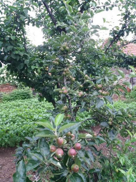 mar dulce de toamna - Fructe 2019 MAI