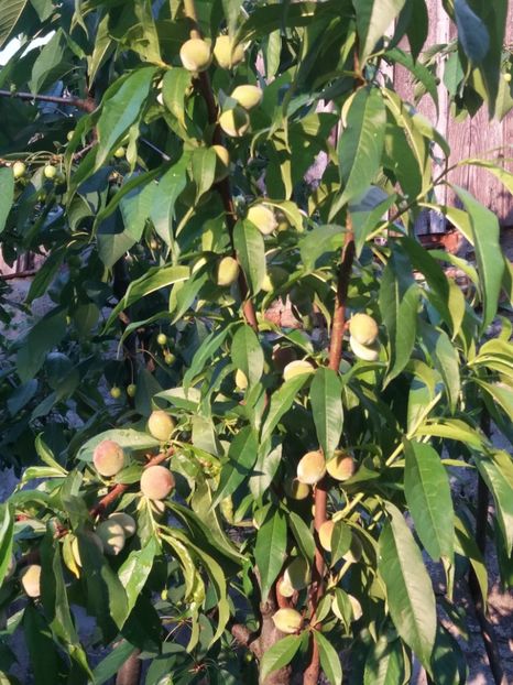 piersici - Fructe 2019 MAI