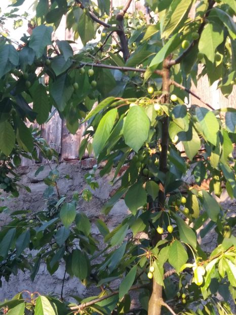 cirese - Fructe 2019 MAI