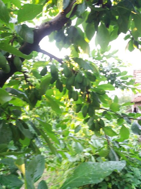 vanata de italia - Fructe 2019 MAI