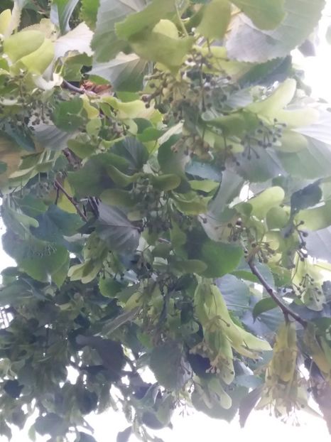 infloreste si teiul mai 1 saptamana - Fructe 2019 MAI