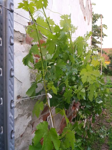 struguri de masa - Fructe 2019 MAI