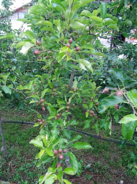 golden - Fructe 2019 MAI