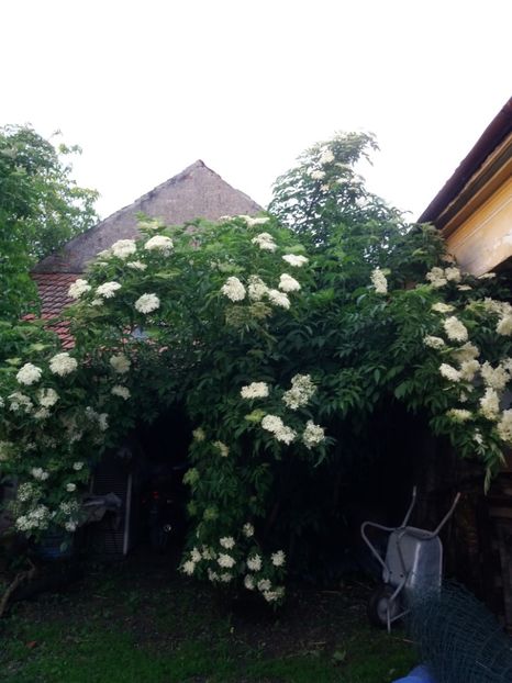 a inflorit socul - Fructe 2019 MAI