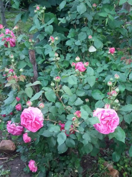 trandafir  pentru dulceasa - Fructe 2019 MAI