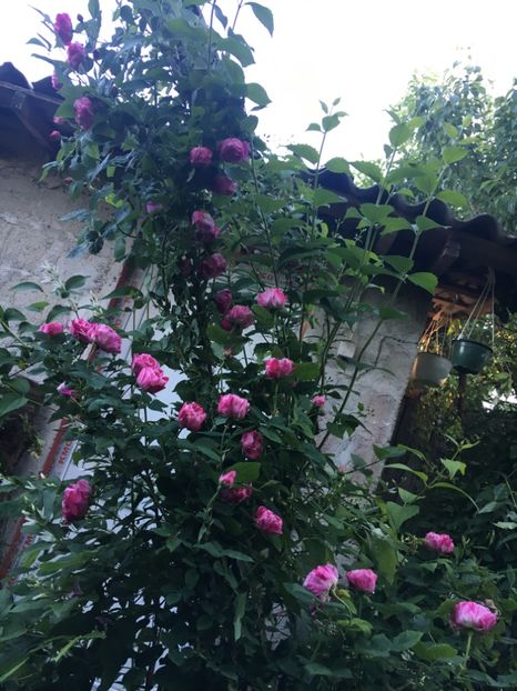 A87A2D99-1799-4AAB-A45C-4E656EC6751F - Mai 2019