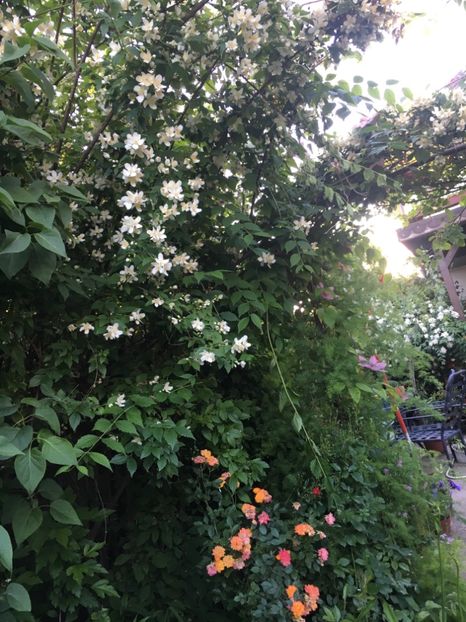 FA6887AA-C9ED-4766-A917-DE1FAB5C269B - Mai 2019