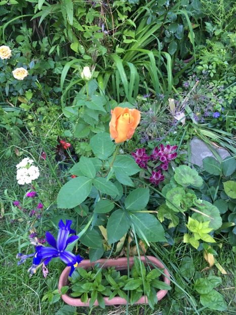 73FD1234-60B3-498C-9D96-A49A0CE47F08 - Mai 2019