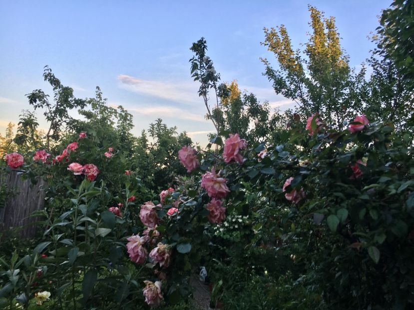 4A9673D0-4686-4C63-A5D3-D90C77E8F96A - Mai 2019