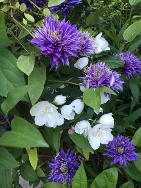 57A7A5CB-917F-41C2-97E9-455E55001141 - Mai 2019