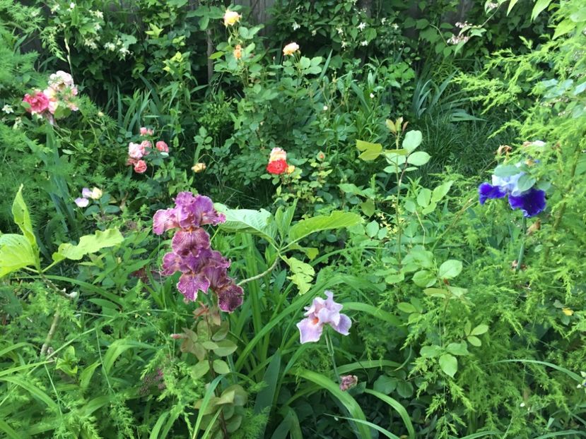 C8CBF179-E61C-4066-AFB2-A524A977A38F - Mai 2019