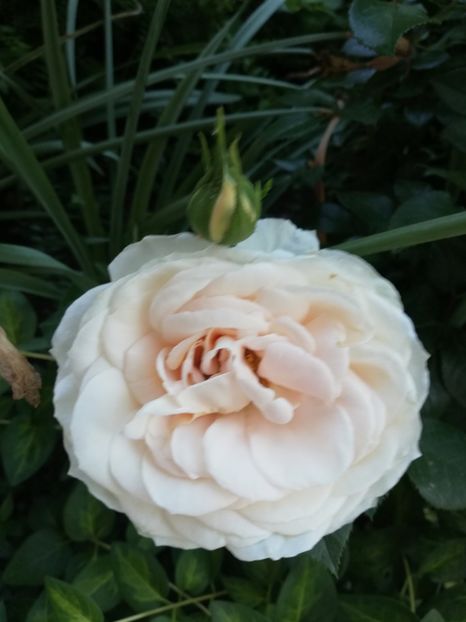  - Uetersener klosterrose- urcator