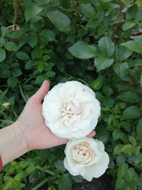  - Uetersener klosterrose- urcator