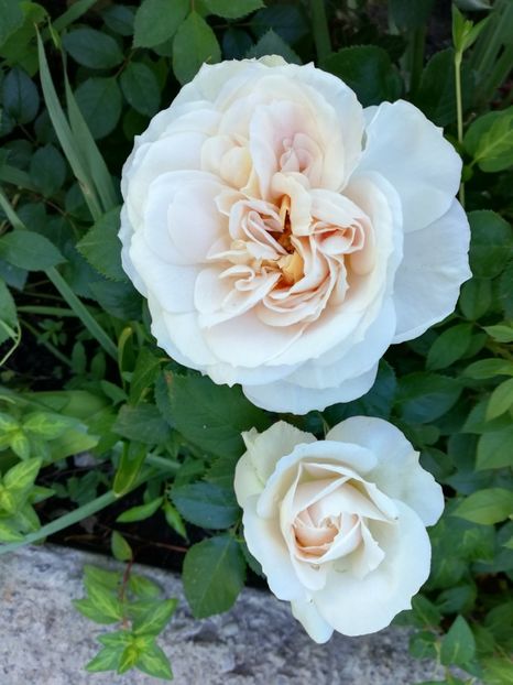  - Uetersener klosterrose- urcator