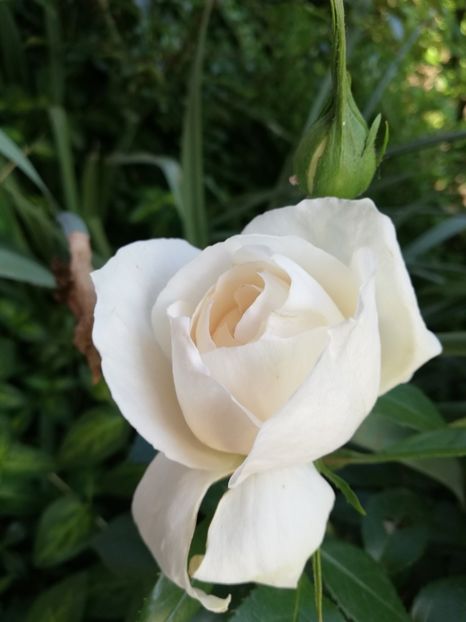  - Uetersener klosterrose- urcator