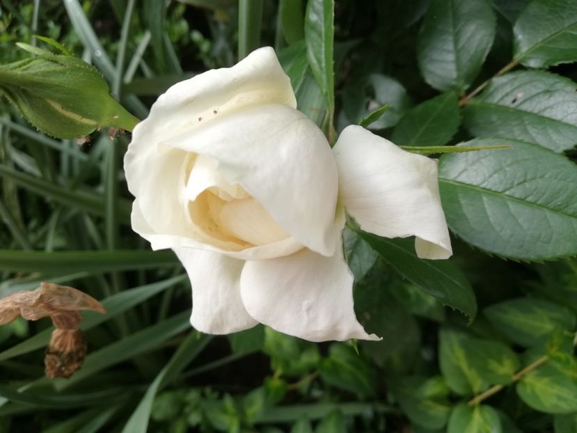  - Uetersener klosterrose- urcator