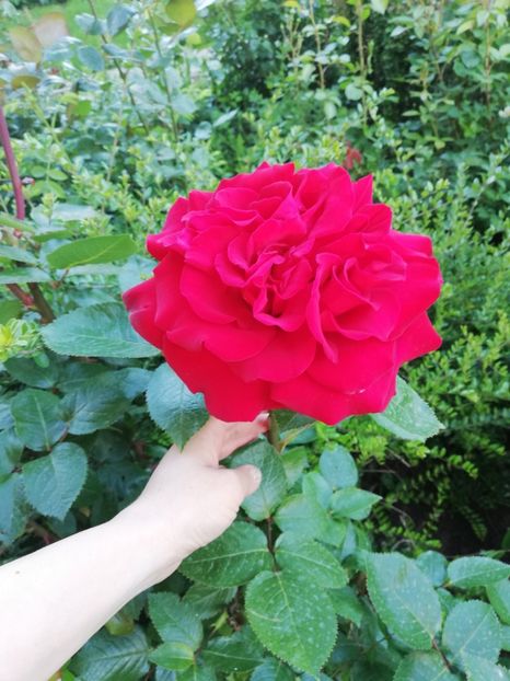 2019 mai - Damme de Coeur