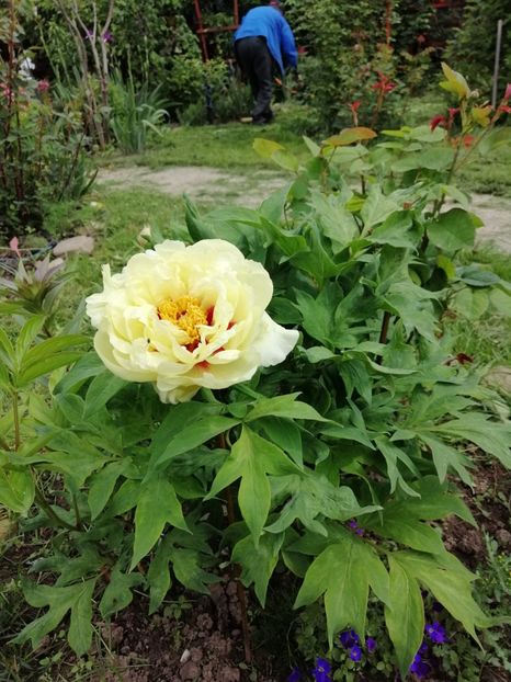 High Noon - 000 Bujori 2019