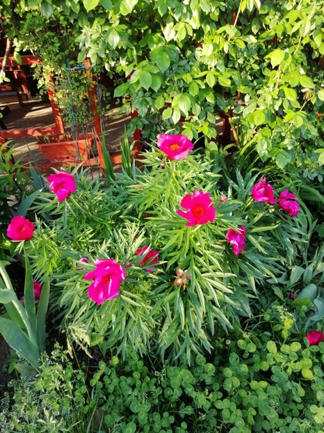 de stepa - 000 Bujori 2019