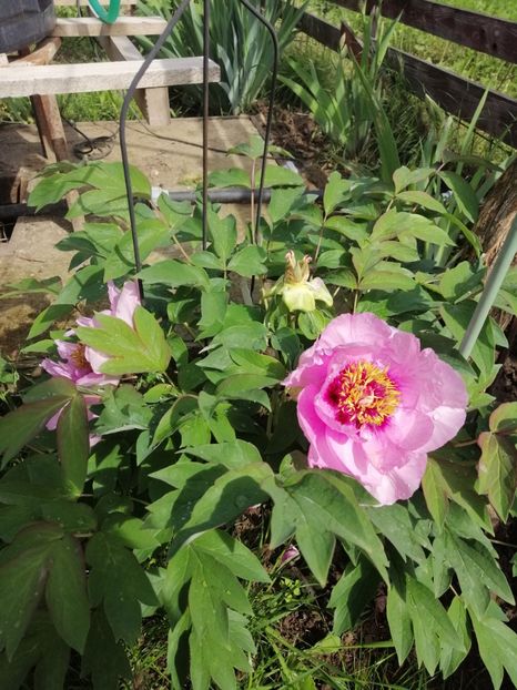 arbustiv - 000 Bujori 2019