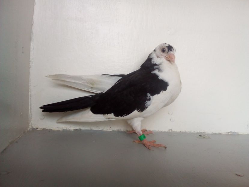 pierdut - PUISORI 2019