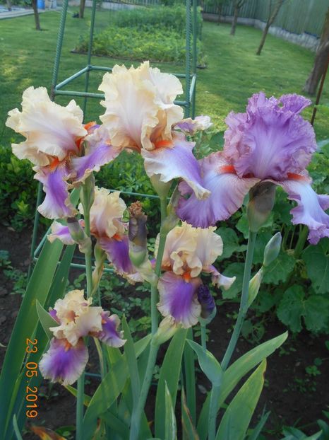 Colette Thurilet si Extravagant - 2Irisi 2019