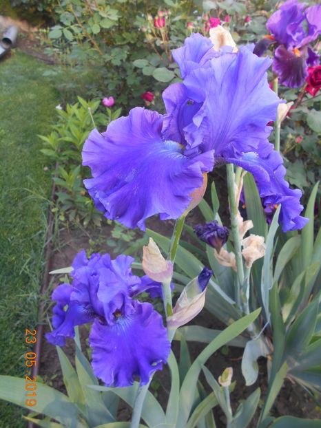 Indigo Princes - 2Irisi 2019