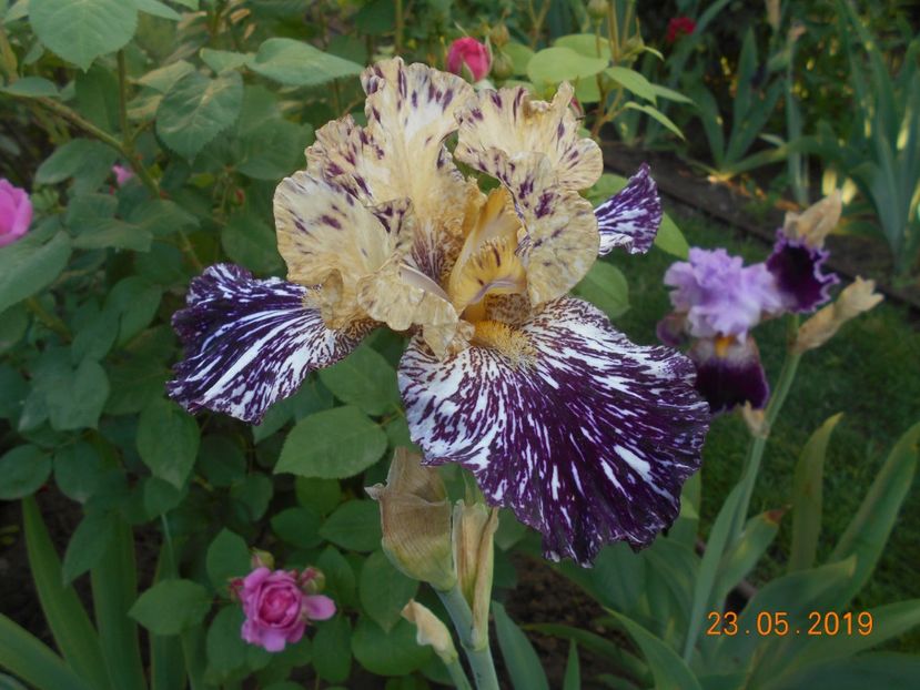 Gnus Flash - 2Irisi 2019