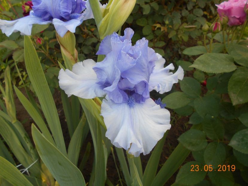 Tokatee Fals - 2Irisi 2019