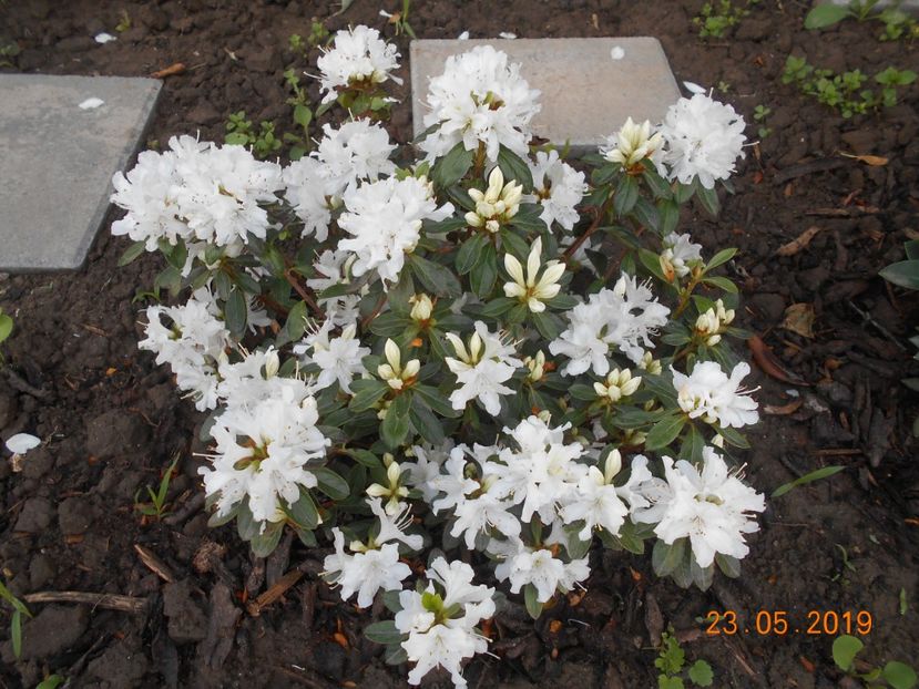  - 2Azalee-rhododendroni-hortensii-hoste 2019