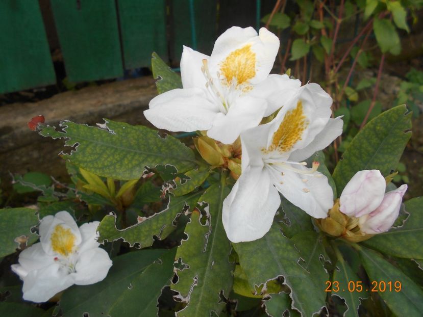  - 2Azalee-rhododendroni-hortensii-hoste 2019