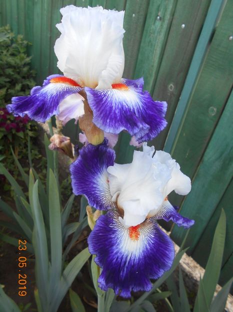 Gypsy Lord - 2Irisi 2019