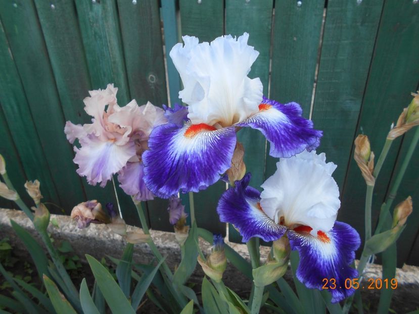 Poem of Extasy si Gypsy Lord - 2Irisi 2019