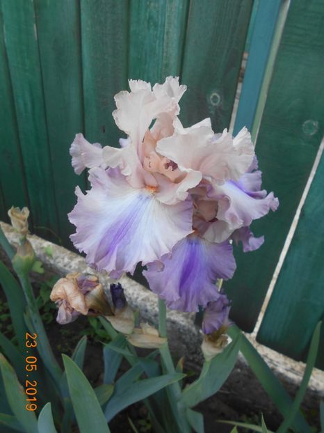 Poem of Extasy - 2Irisi 2019