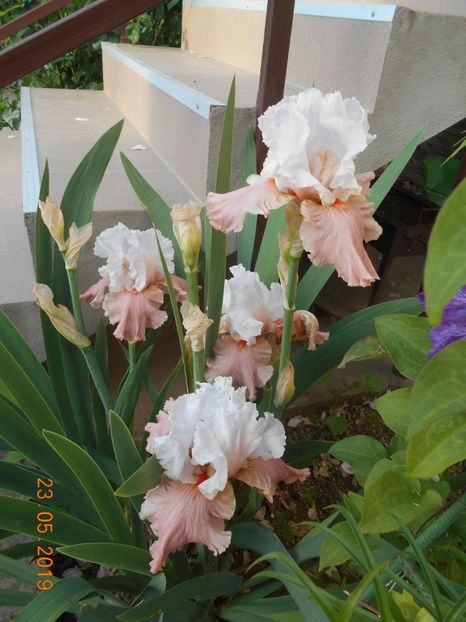 I'm Dreaming - 2Irisi 2019