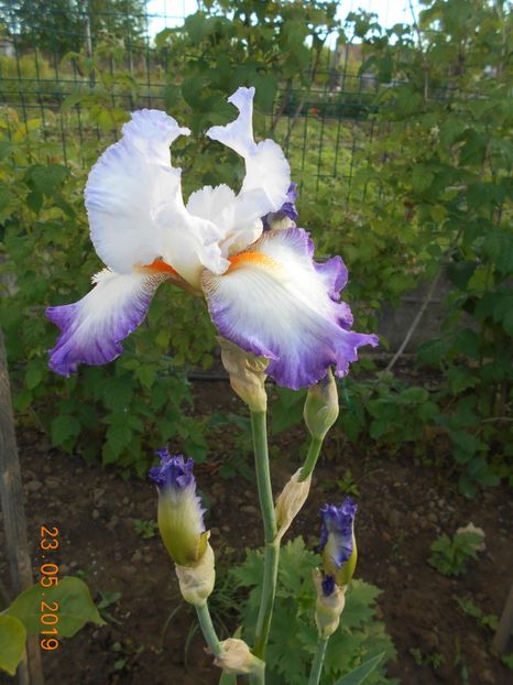 Conjuration - 2Irisi 2019