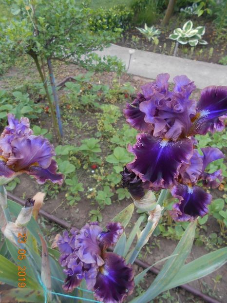 Electric Candy - 2Irisi 2019